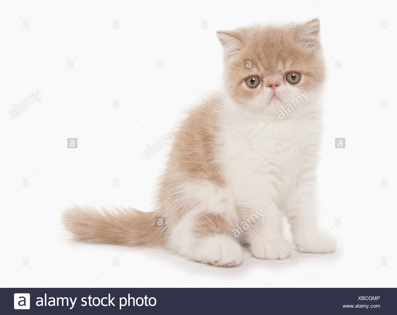 Exotic shorthair cream Exotics