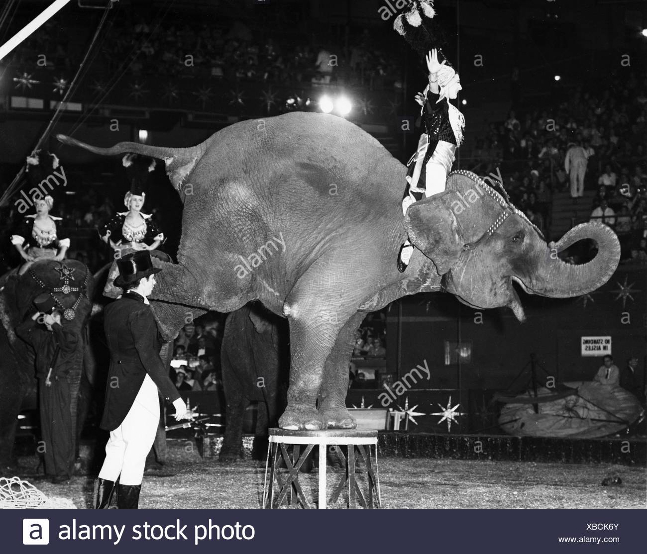 Circus Elephant Woman High Resolution Stock Photography and Images Alamy