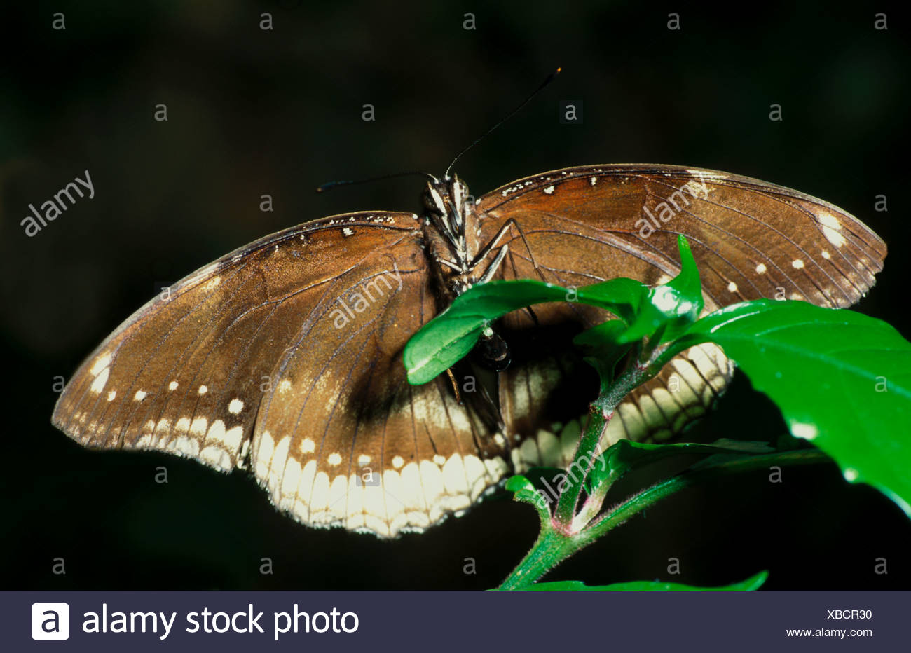 Butterfly Laying Eggs Stock Photos & Butterfly Laying Eggs Stock Images Alamy