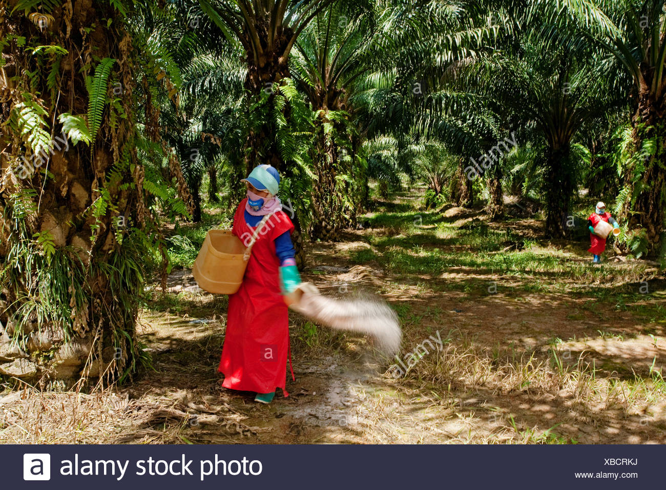 workers scattering fertilizer pellets oil palm plantation in malaysia oil palms are grown commercially produce palm oil which XBCRKJ - What kind of fertilizer you should choose for your palm tree?