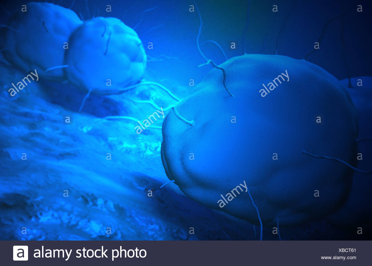 Gonococcus High Resolution Stock Photography and Images - Alamy