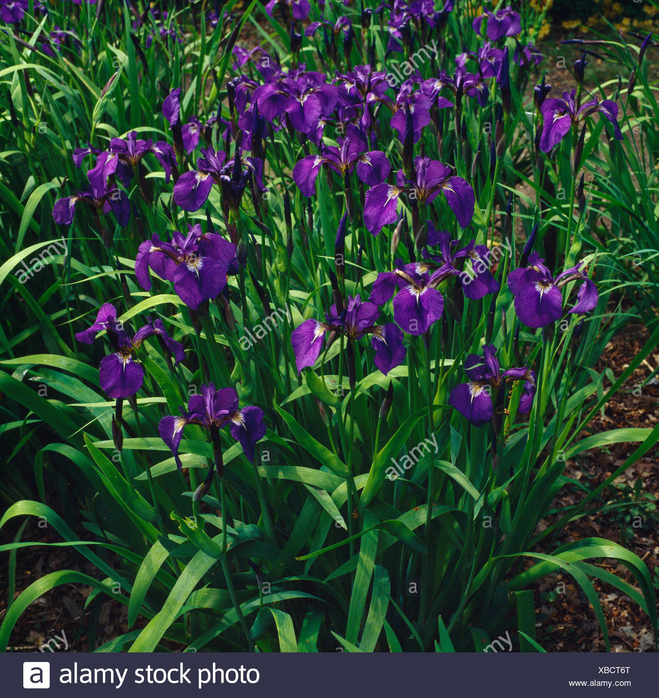 My Image 5