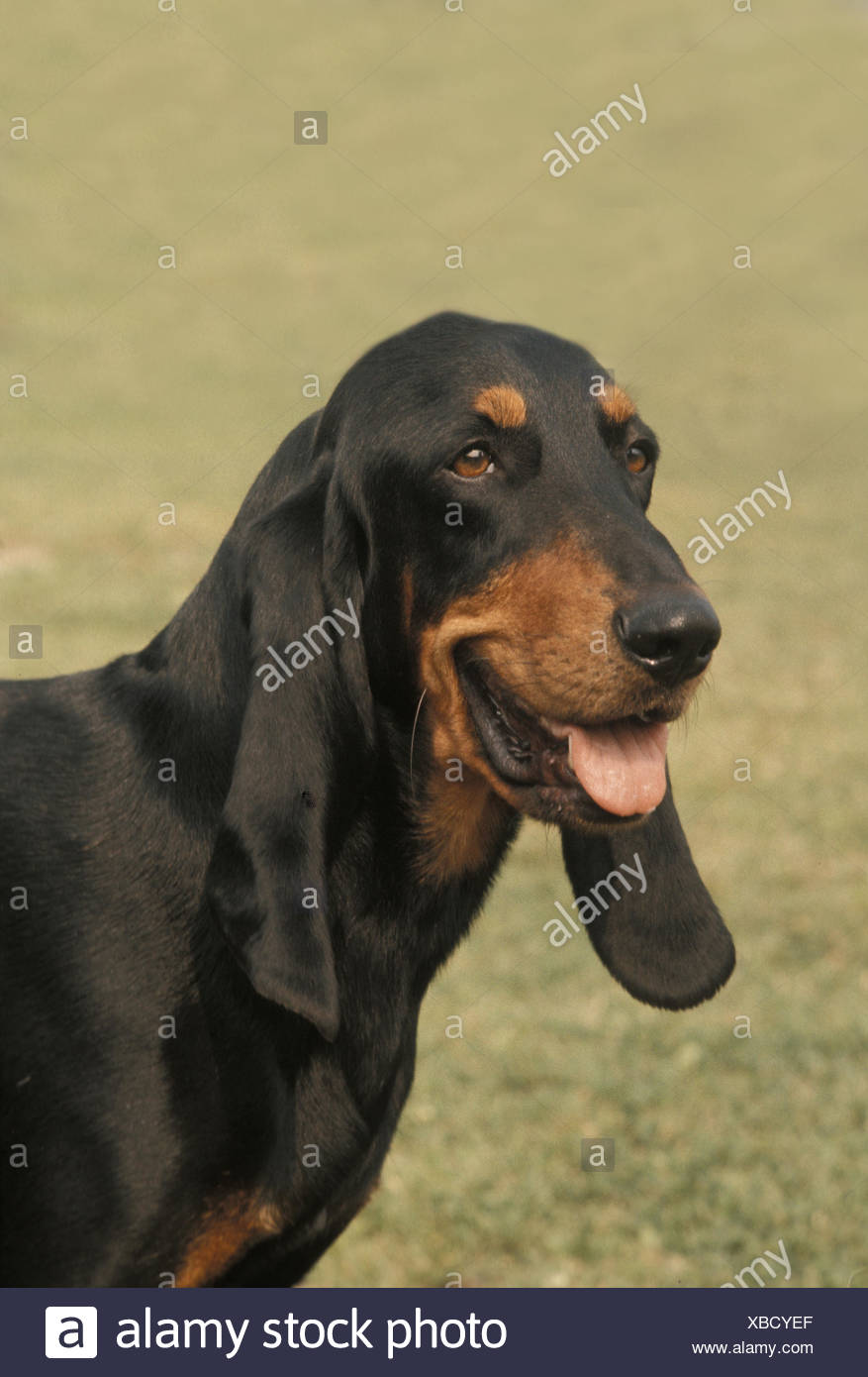 Bruno Du Jura Stock Photos Bruno Du Jura Stock Images Alamy