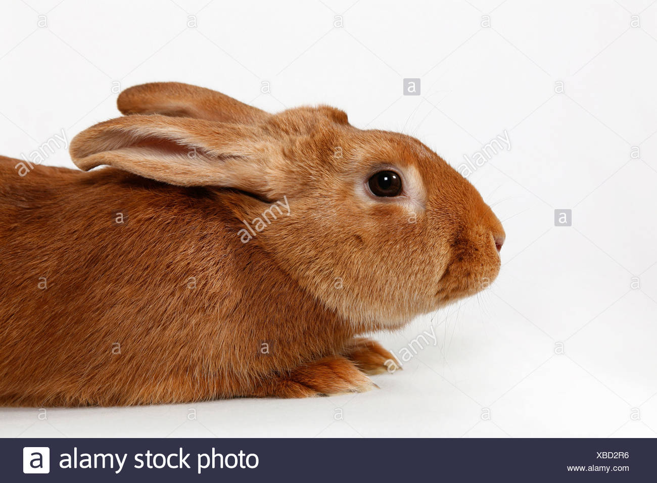 Kaninchen Liegen High Resolution Stock Photography and Images Alamy