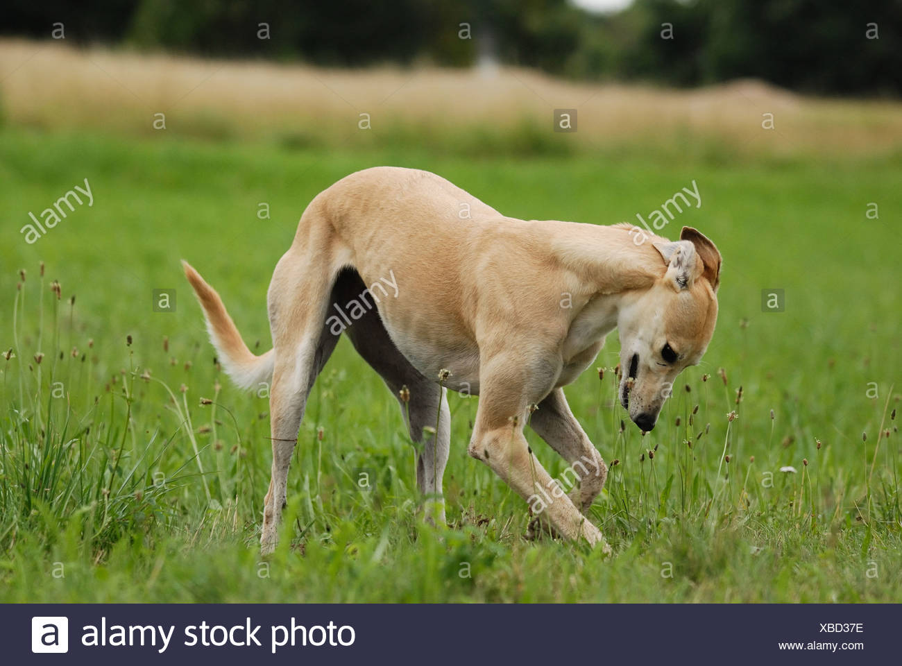 greyhound digging