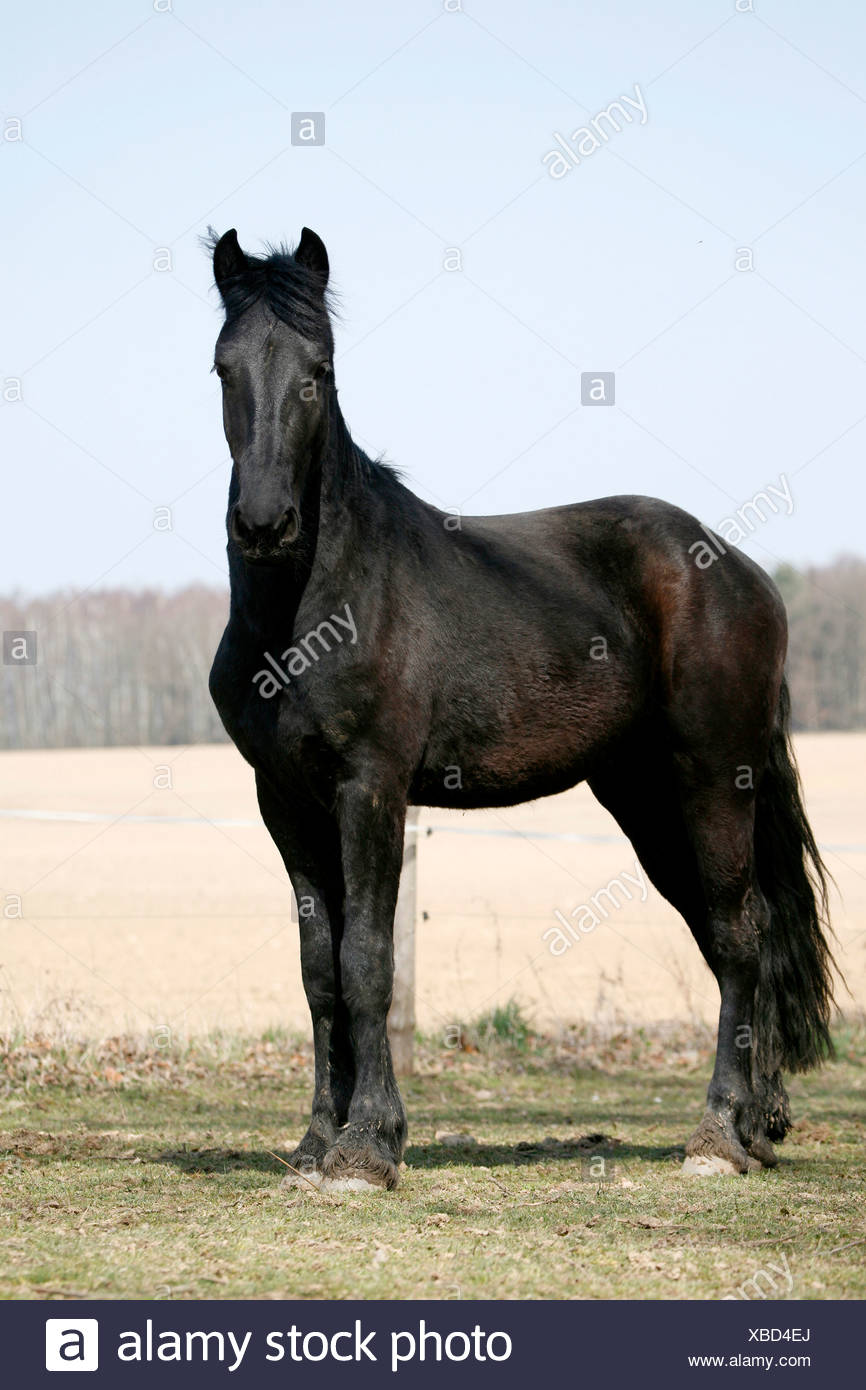 Friesian Horse Friesenpferd Horse High Resolution Stock Photography And Images Alamy