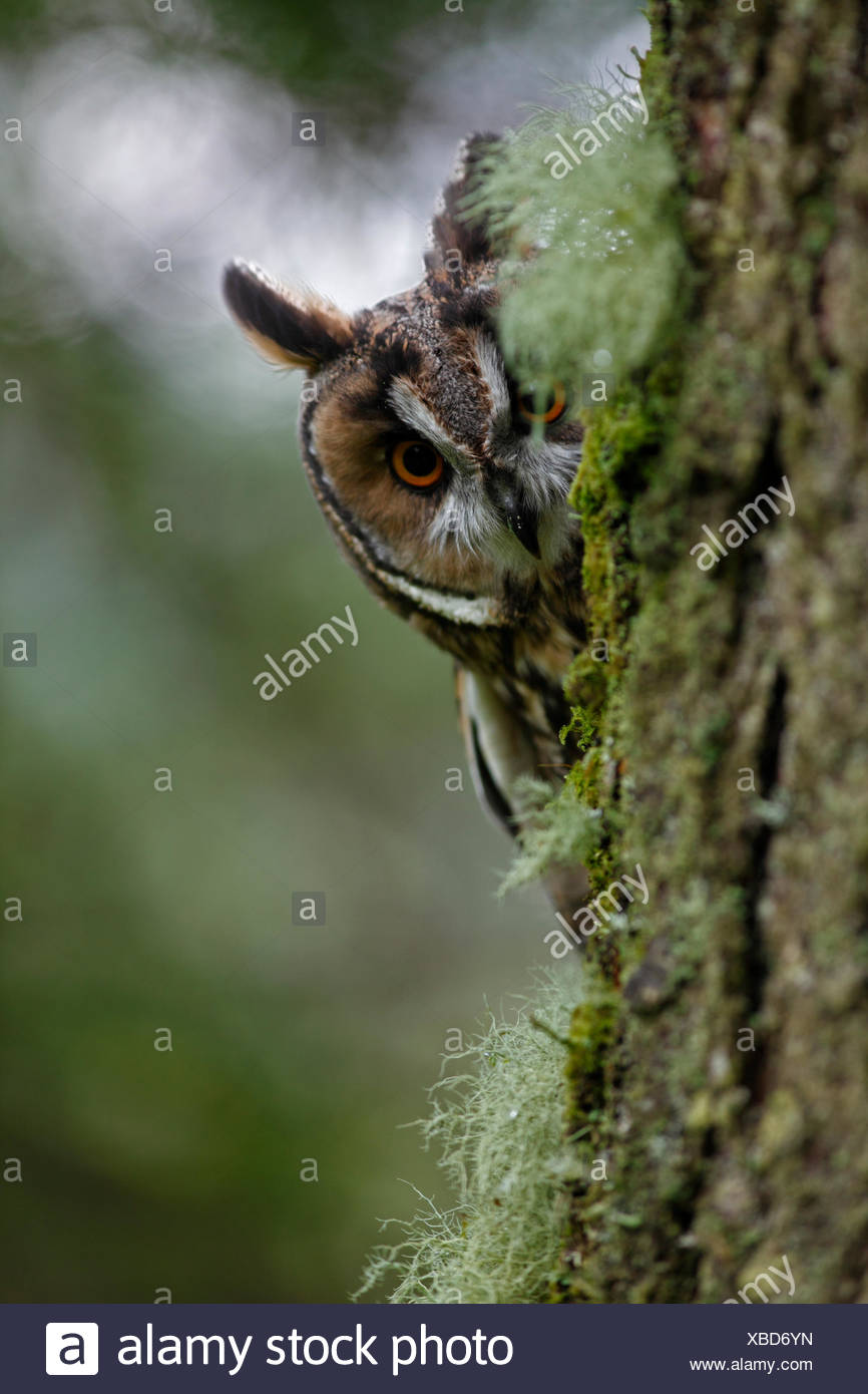 Long eared owl (Asio otus) peering round trunk of larch tree, Wales Stock Photo