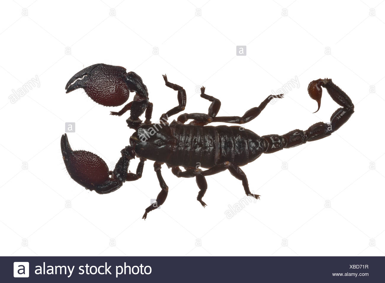Emperor Scorpion Pandinus Imperator Stock Photo Alamy Emperor Scorpion Pandinus Imperator Stock Photo Alamy