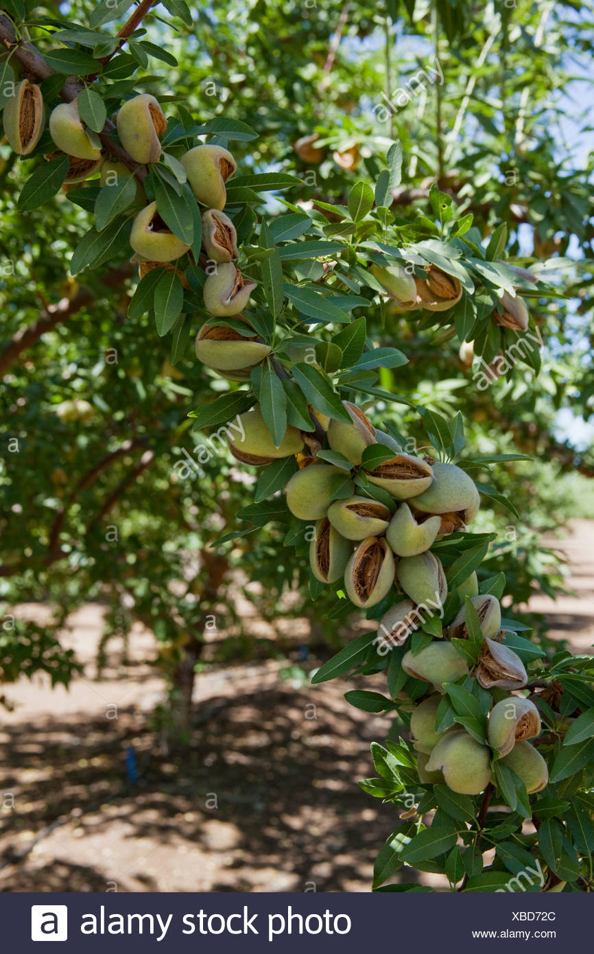Almonds California Stock Photos & Almonds California Stock Images Alamy