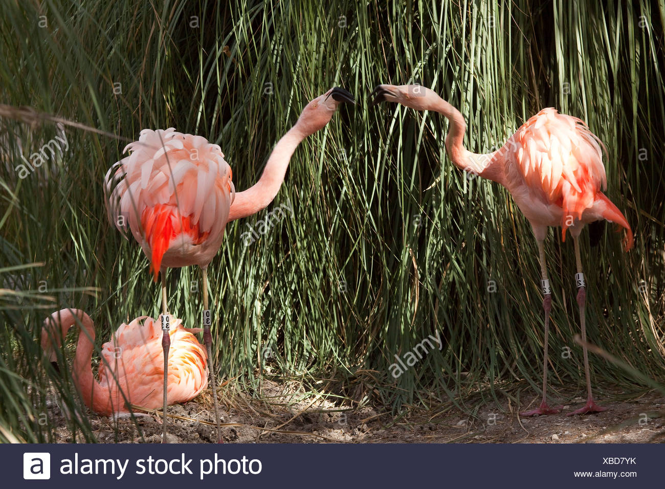 Two Flamingos Fighting And Screaming At Africam Safari Zoo Mexico