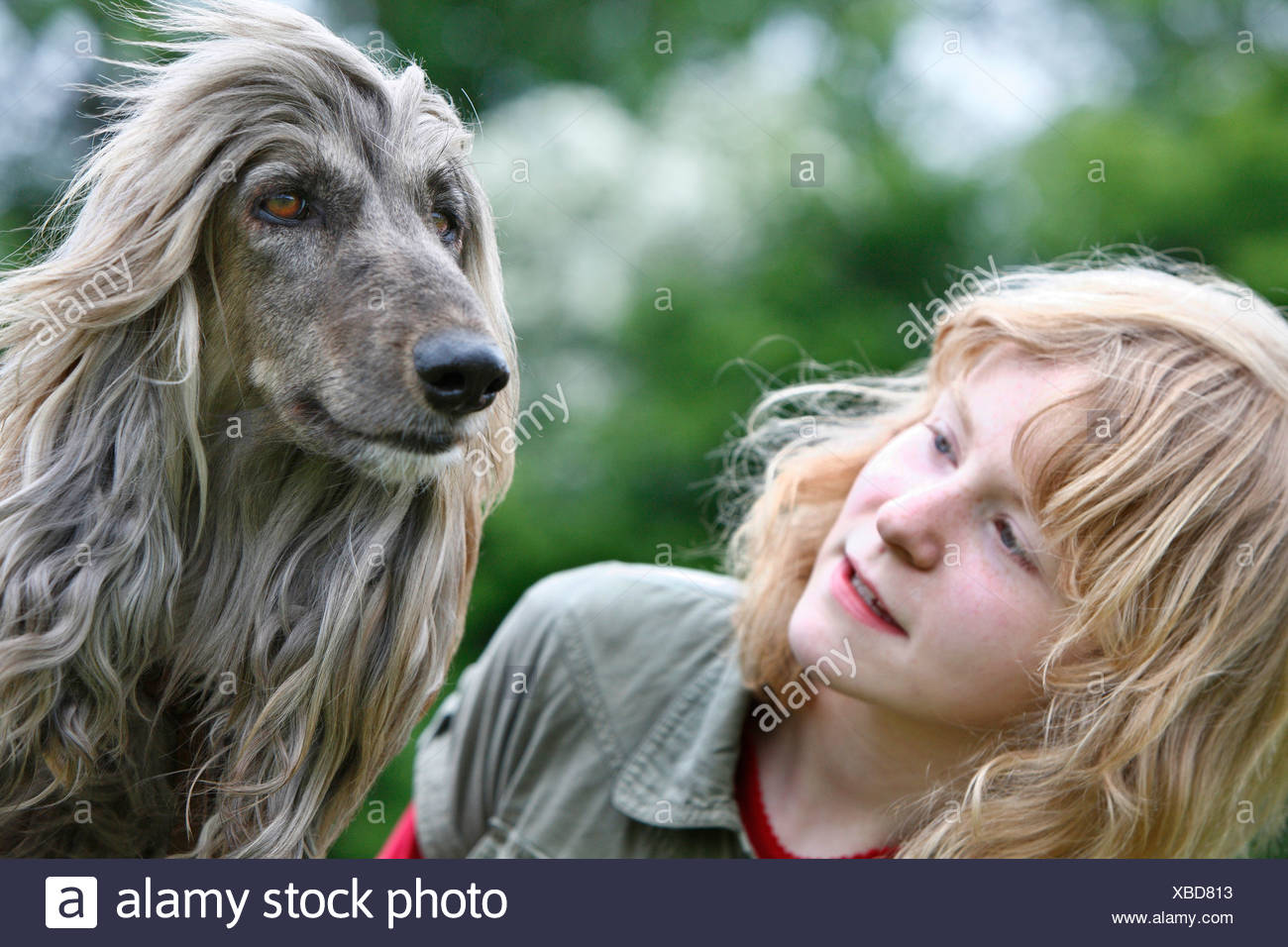 Afghanistan Hound Afghan Hound Canis Lupus F Familiaris Girl