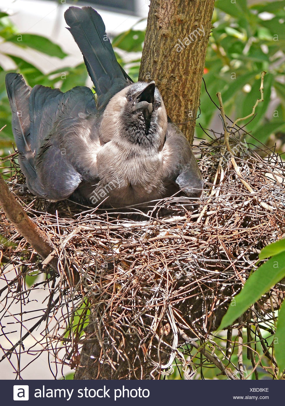 Carrion Crow Nest High Resolution Stock Photography and Images Alamy