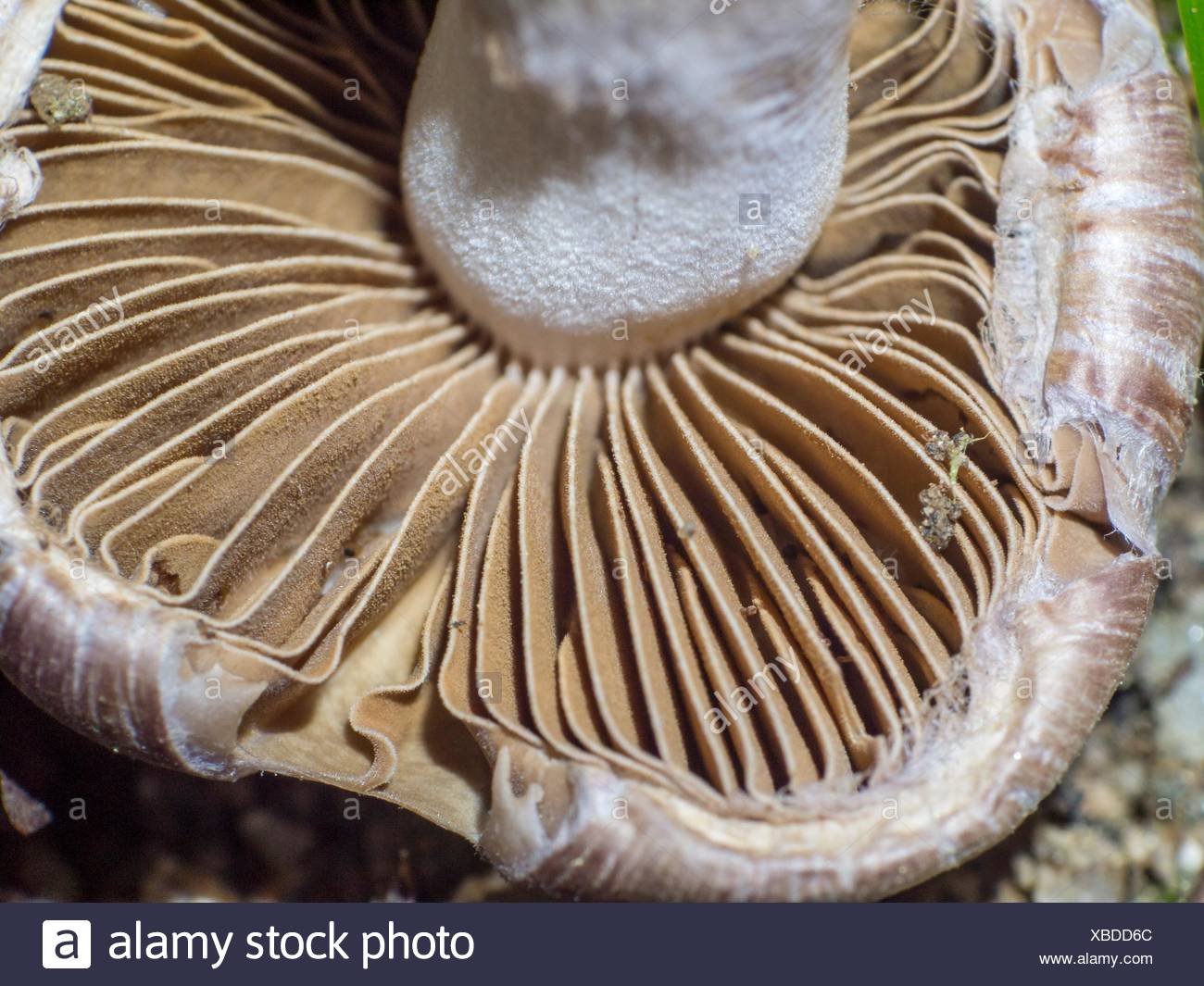 Mushroom Gills Stock Photos & Mushroom Gills Stock Images Alamy