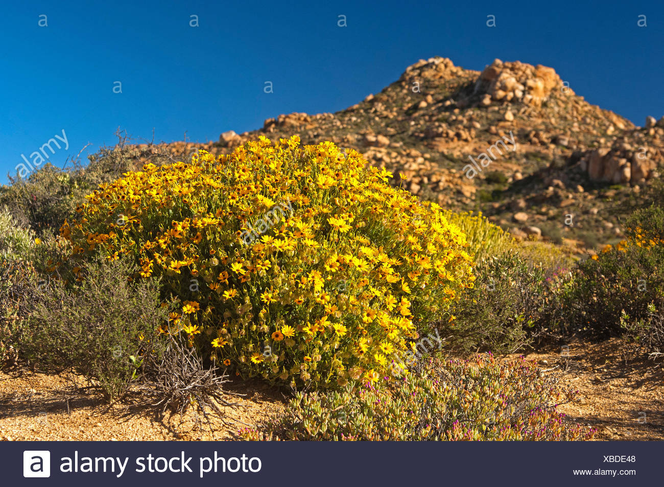 South African Shrub High Resolution Stock Photography and Images Alamy