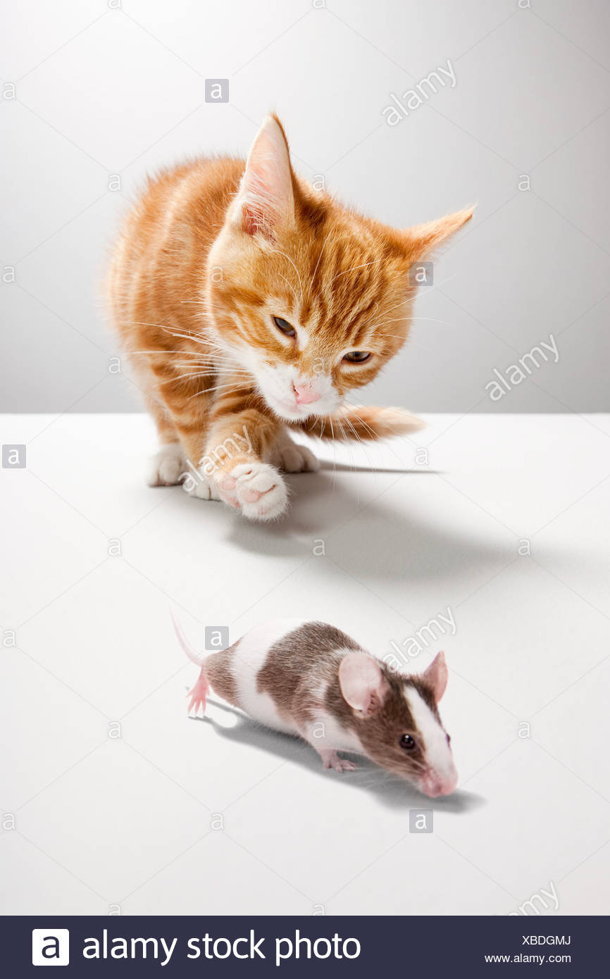Cat Catching Mouse Stock Photos & Cat Catching Mouse Stock Images Alamy