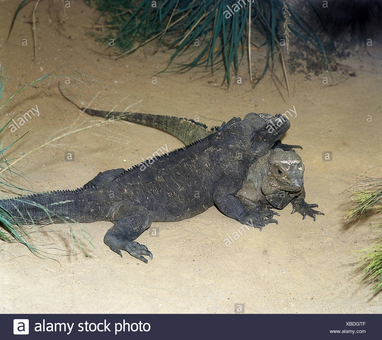 ground reptiles