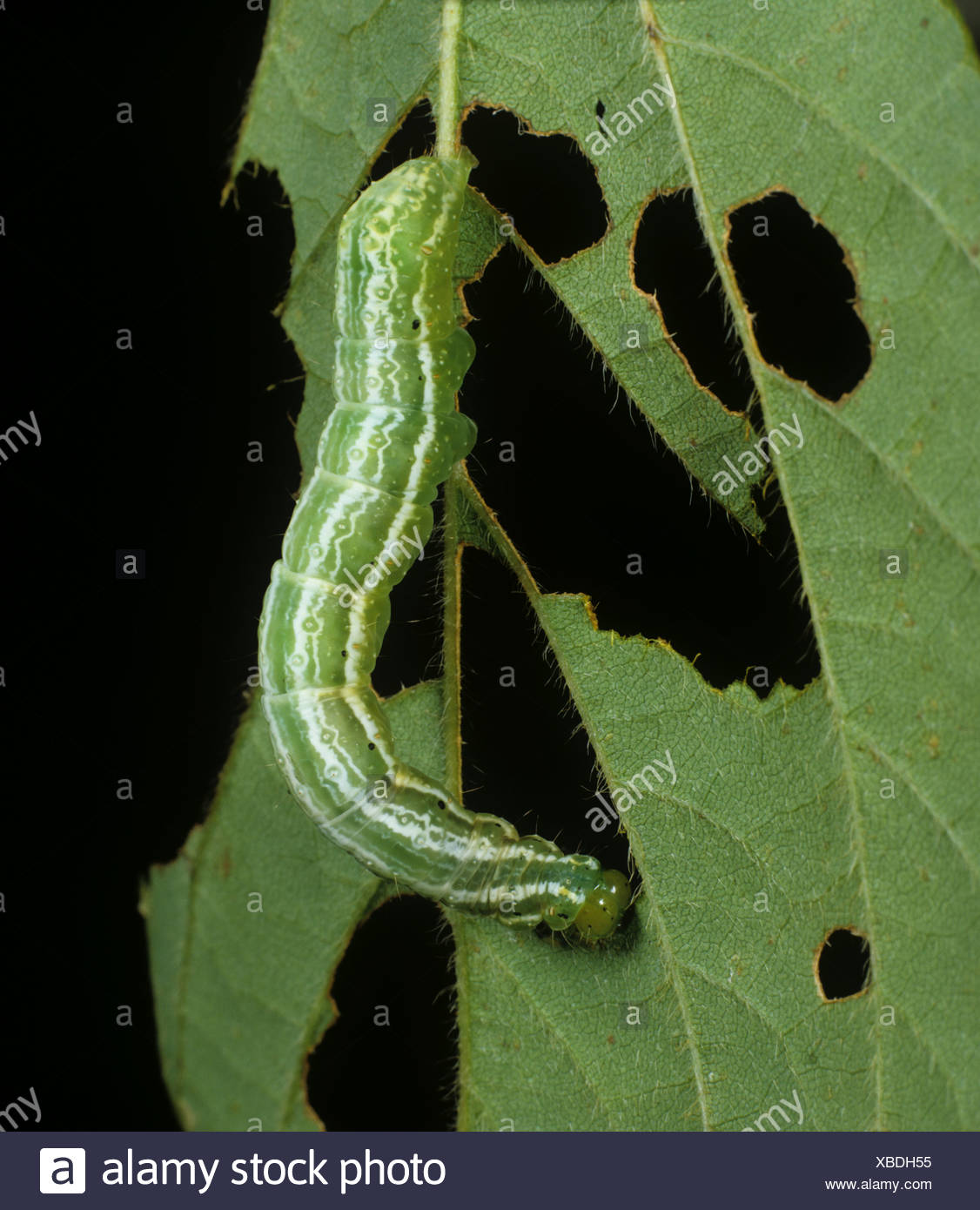 Caterpillar Looper Pest Insect Stock Photos & Caterpillar Looper Pest