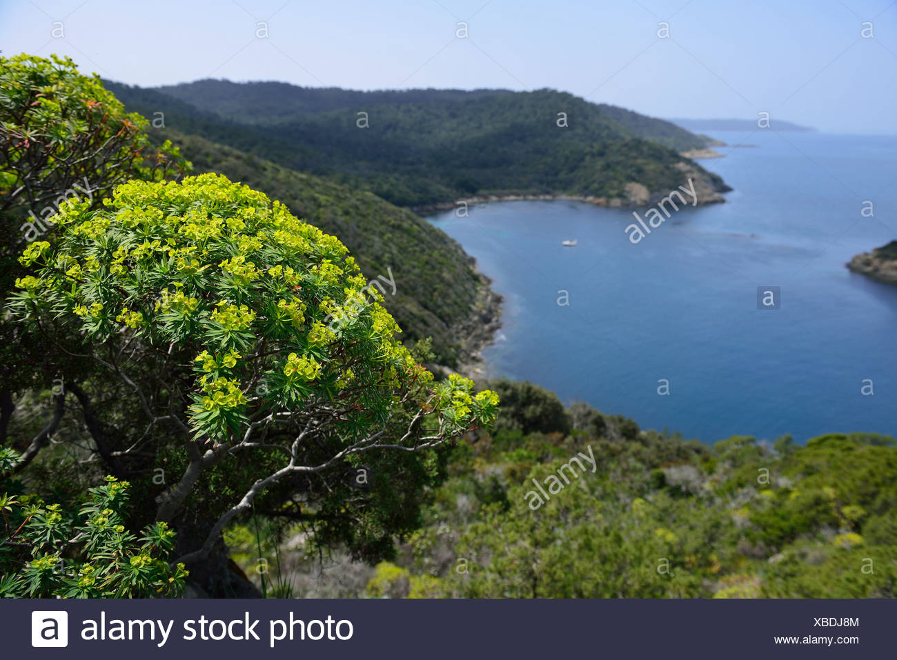 National Parc Port Cros Port Cros Iles D Hyeres Provence France Europe Stock Photo Alamy National Parc Port Cros Port Cros Iles D Hyeres Provence France Europe Stock Photo Alamy