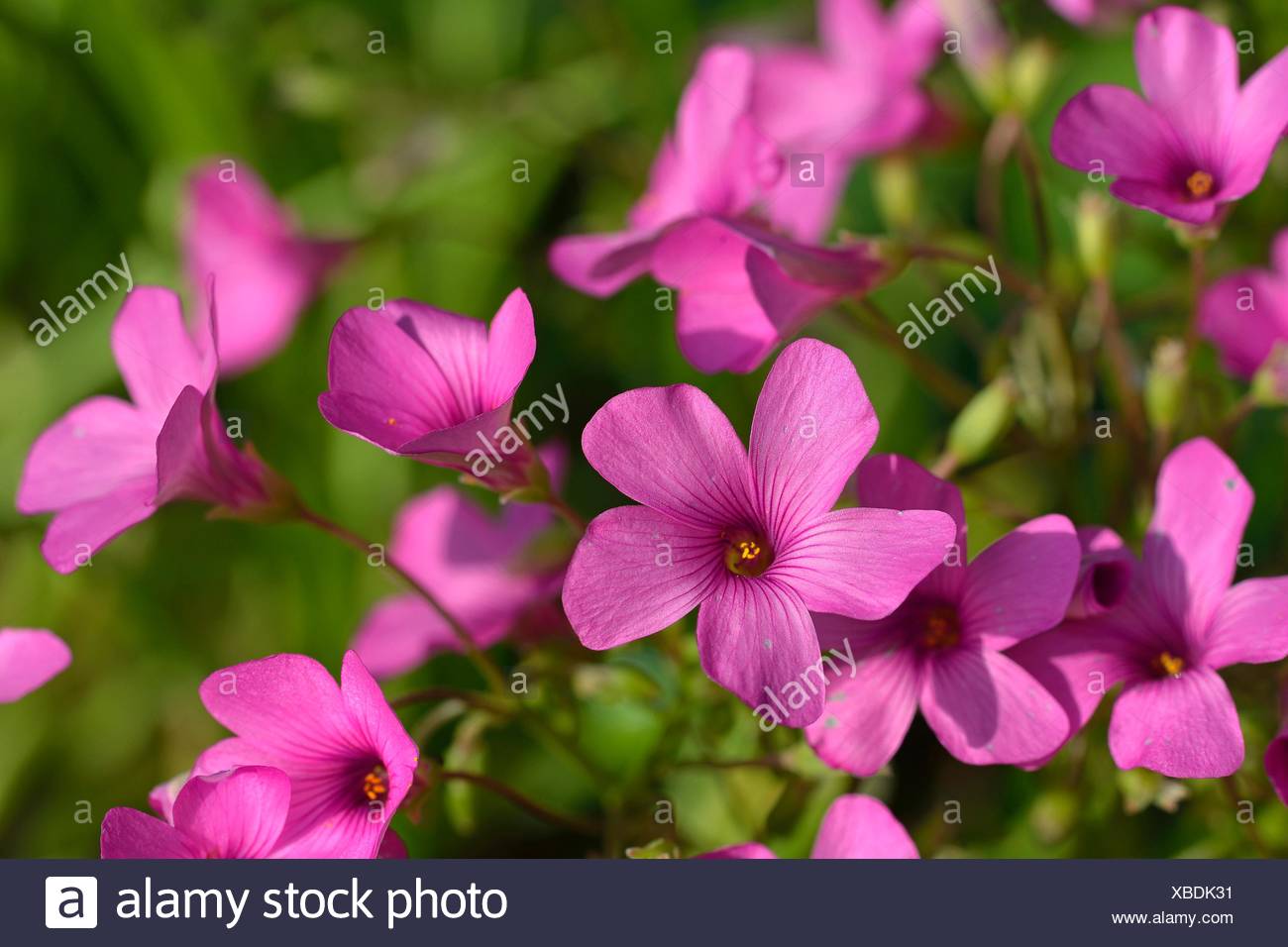 Large Flowered Pink Sorrel Or Pink Woodsorrel Oxalis Debilis Crete Stock Photo Alamy