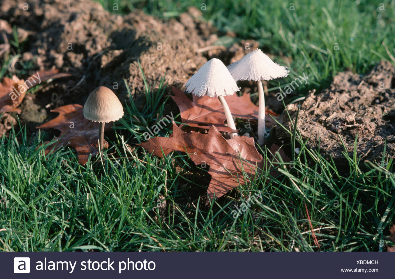 Toadstools In Grass High Resolution Stock Photography and Images Alamy
