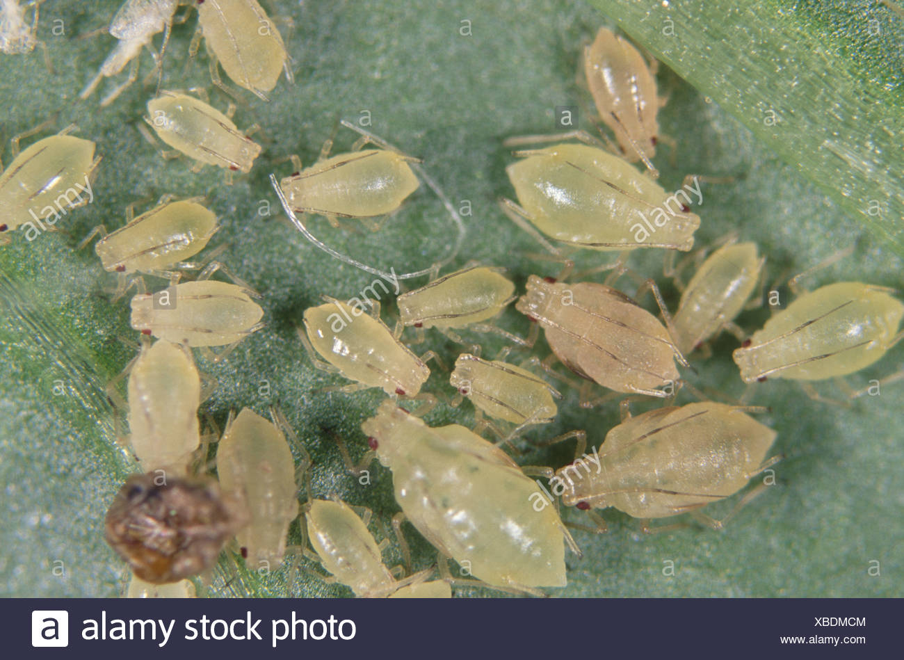 Insect Infested High Resolution Stock Photography and Images - Alamy