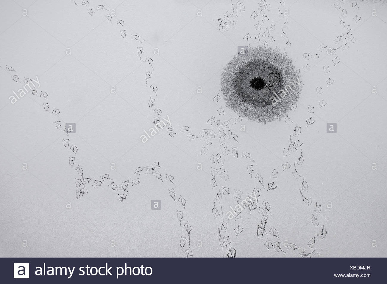 Duck Feet High Resolution Stock Photography and Images Alamy