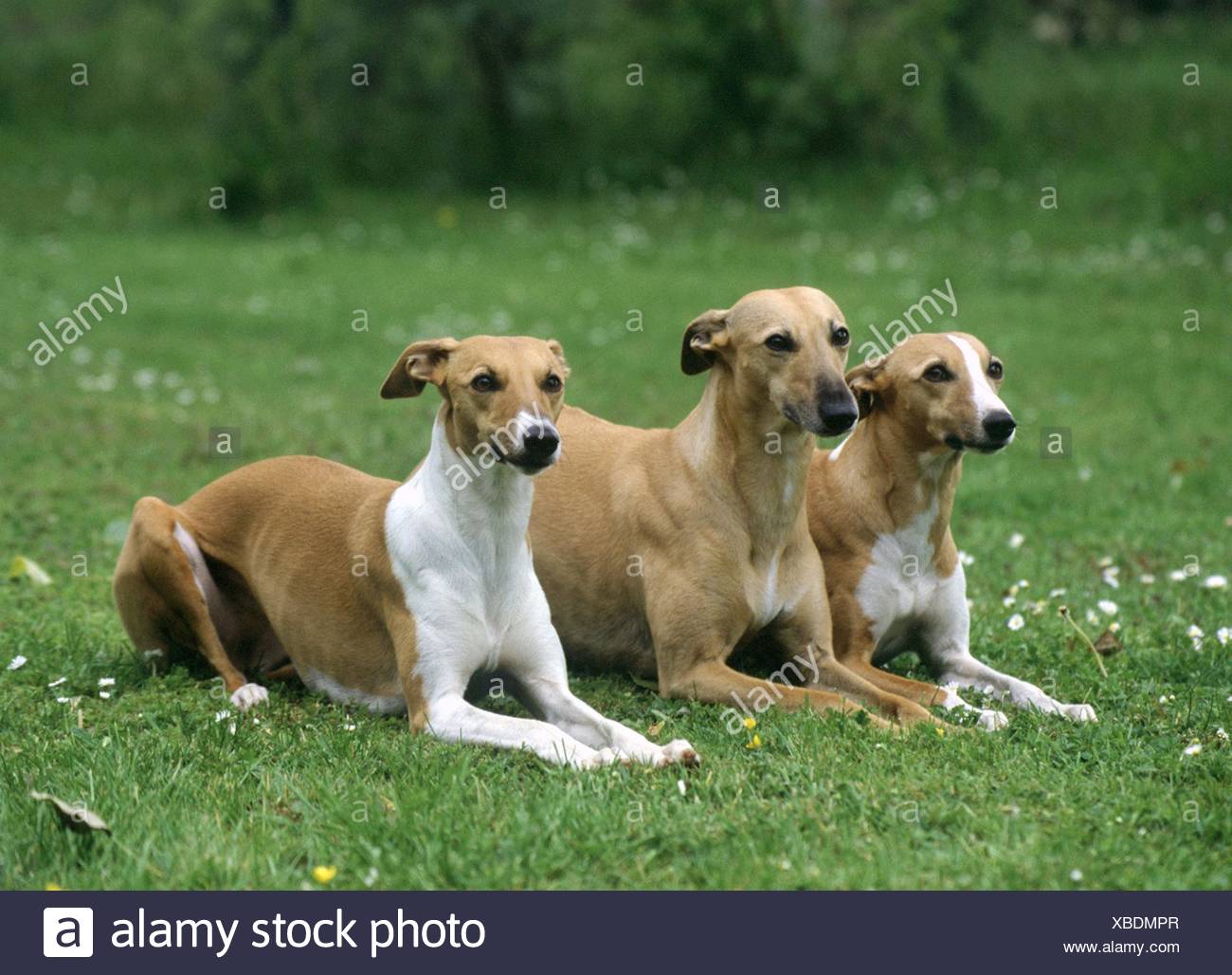 Whippets Stock Photos & Whippets Stock Images Alamy