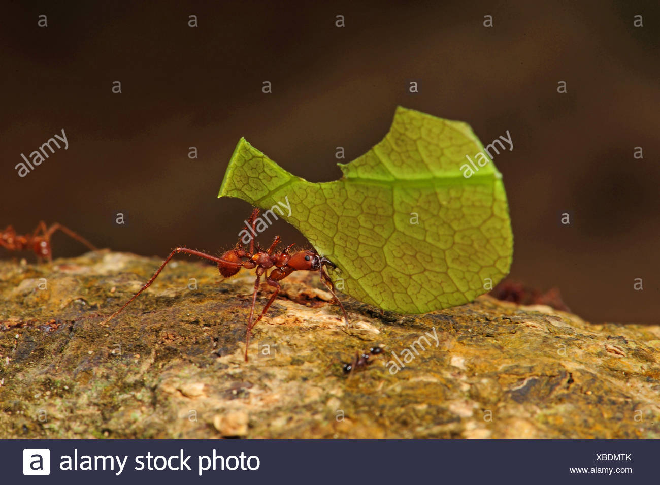 Leafcutting Ant Atta Spec Carrying The Piece Of A Leave Over The Forest Ground Honduras La Mosquitia Las Marias Stock Photo Alamy