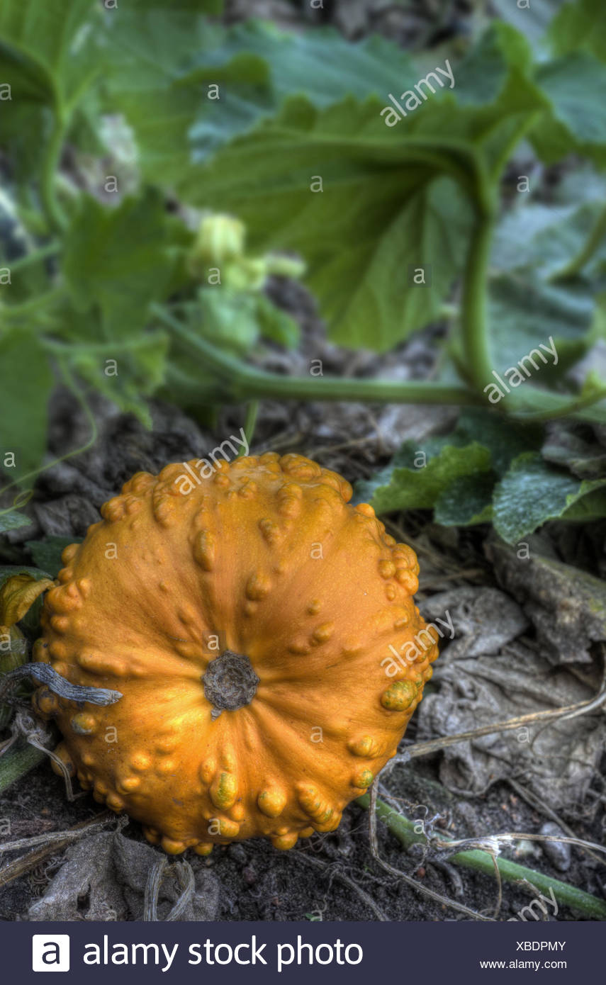 Why is a pumpkin useful? 93 Why is a pumpkin useful? 1