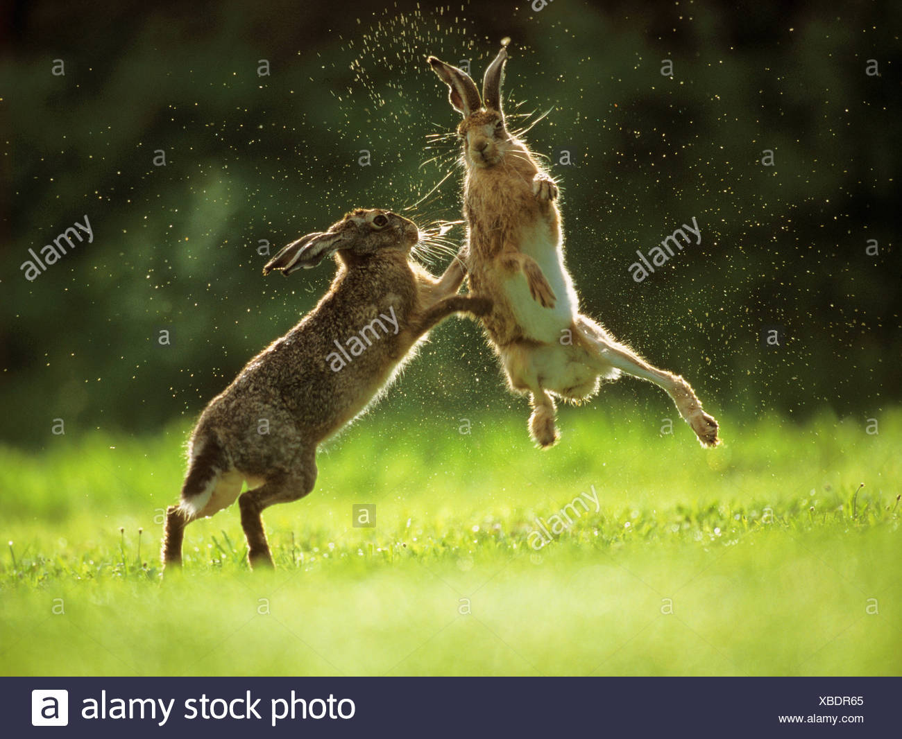 Fighting Hares Stock Photos & Fighting Hares Stock Images - Alamy