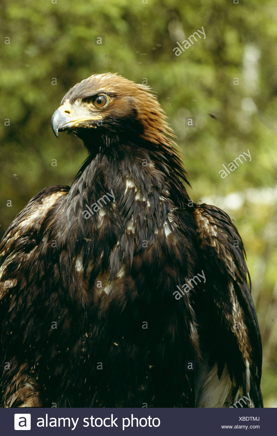 A Young Golden Eagle Lapland Sweden Stock Photo 282431874