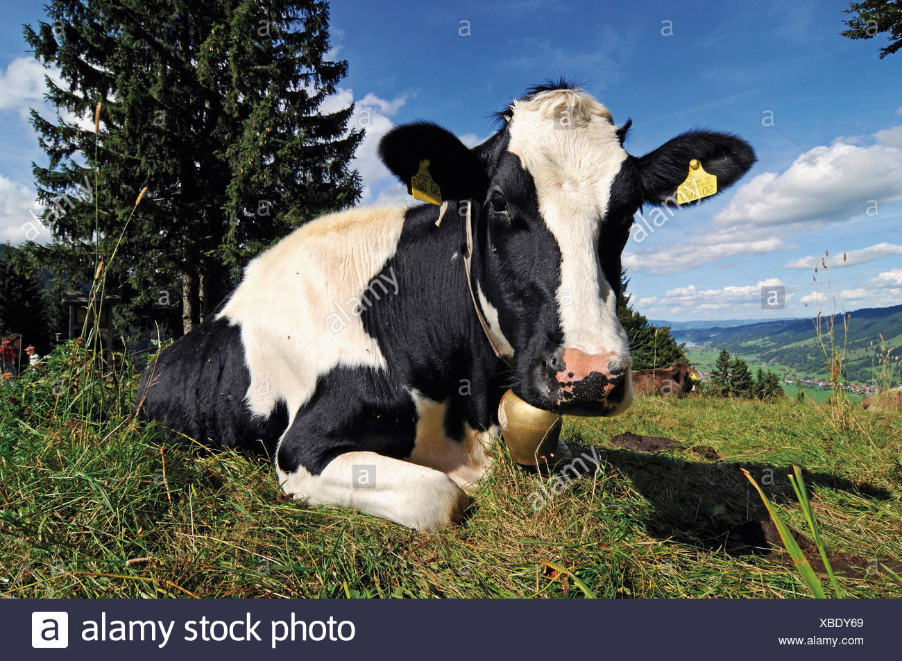 Cow Chewing Cud High Resolution Stock Photography and Images Alamy