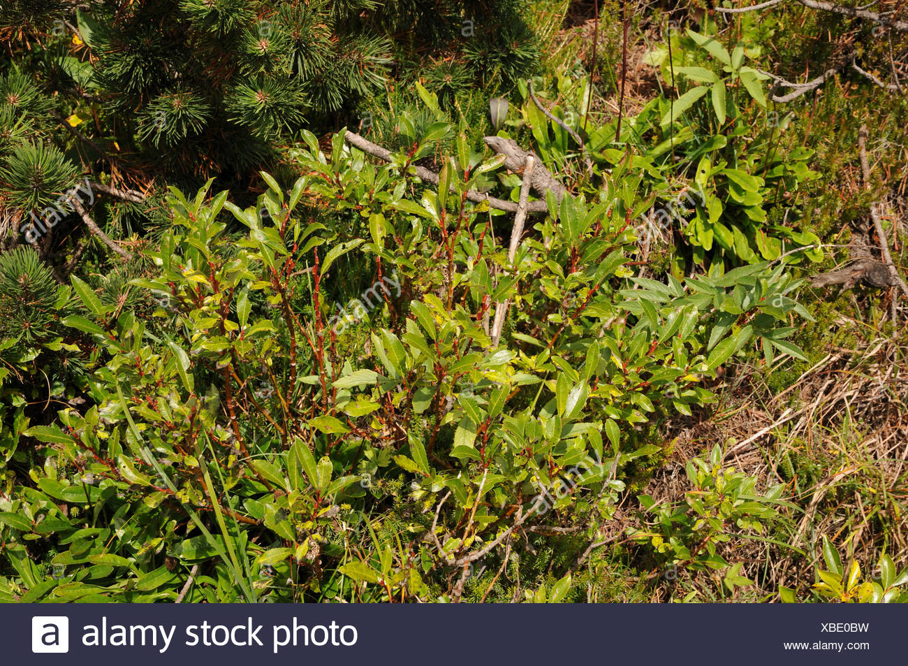 Bare Willow Stock Image Bare Willow Stock Image