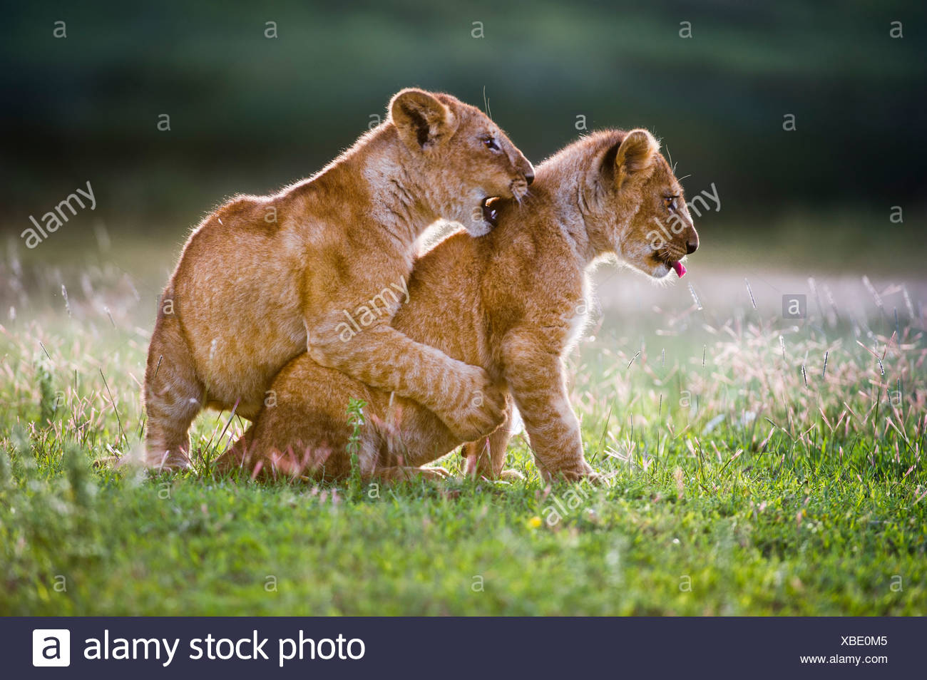 African Lion cubs around 4 month old cub playing together, Big Marsh, Serengeti, Tanzania Stock Photo