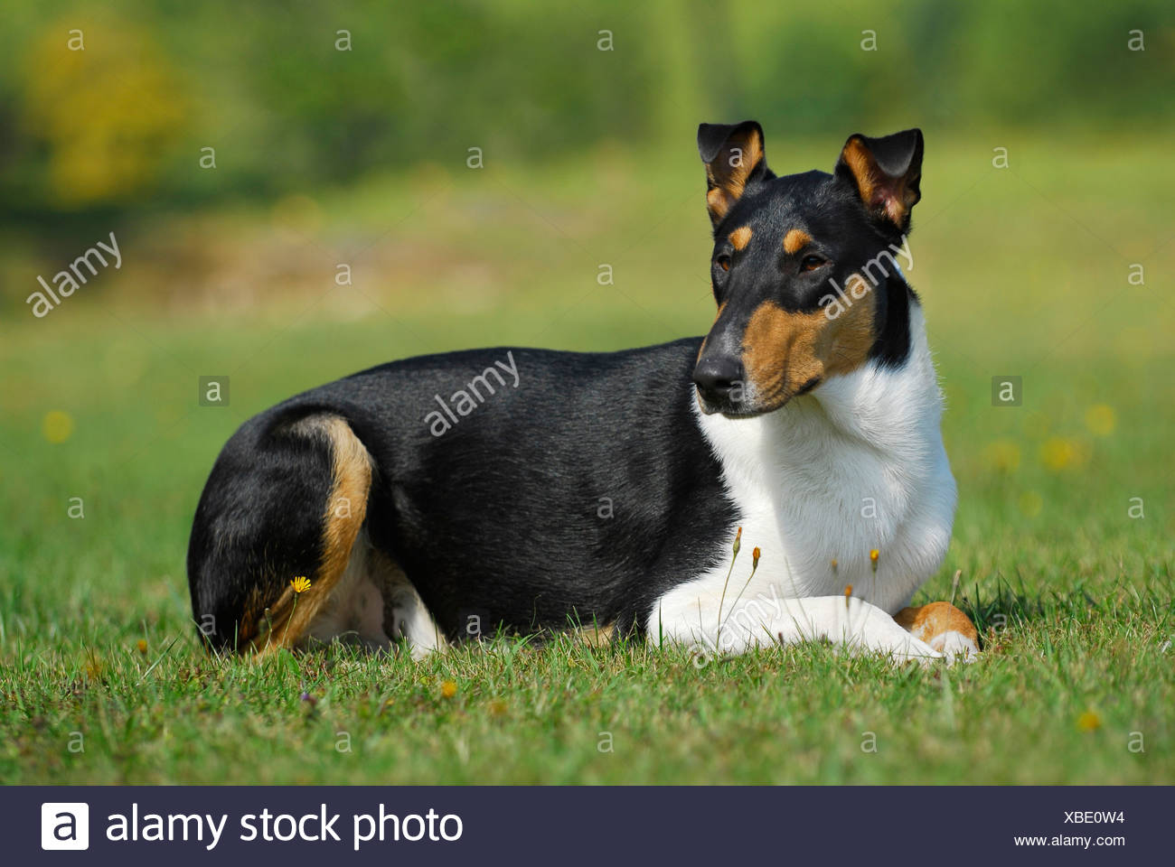 Shorthaired Collie Stock Photo 282435136 Alamy