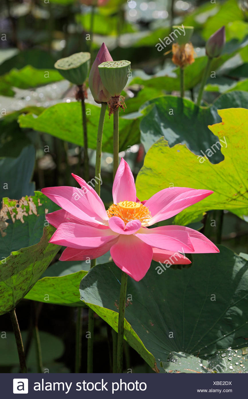 Lotus Flower Malaysia High Resolution Stock Photography and Images - Alamy