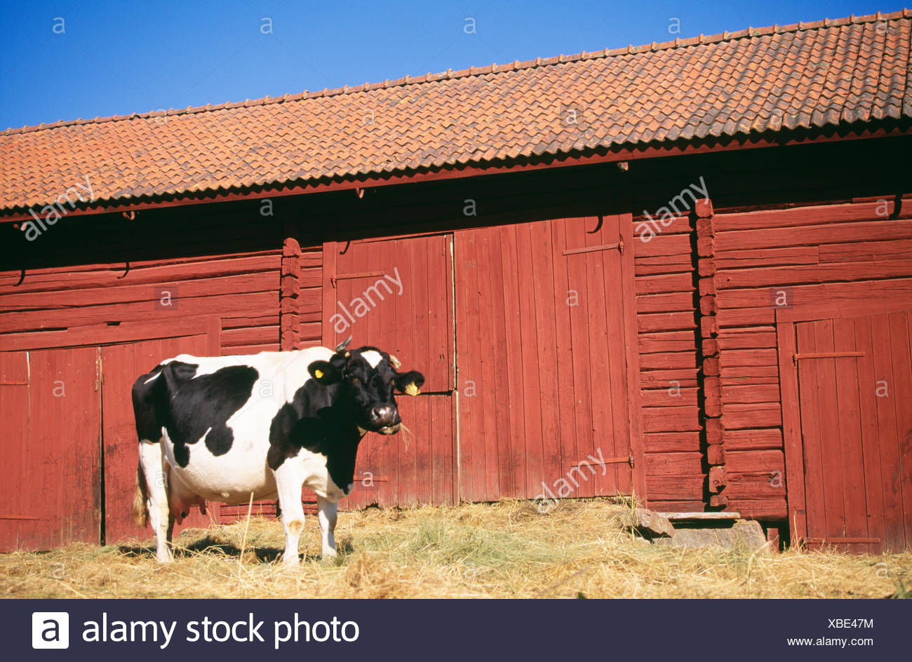 Cow Barn Door Stock Photos &amp; Cow Barn Door Stock Images ...
