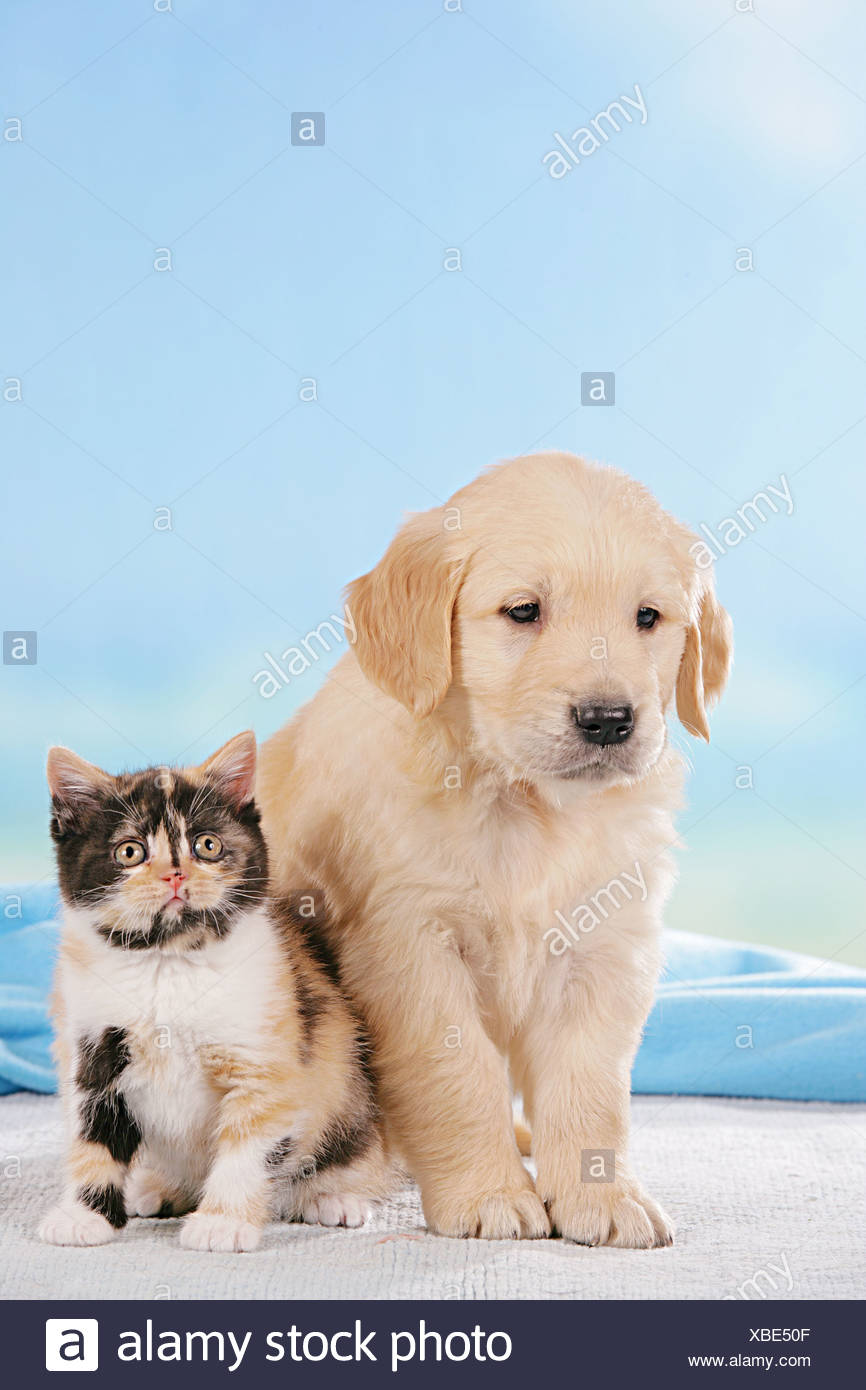 Animal Friendship Golden Retriever Puppy And Britsh Shorthair