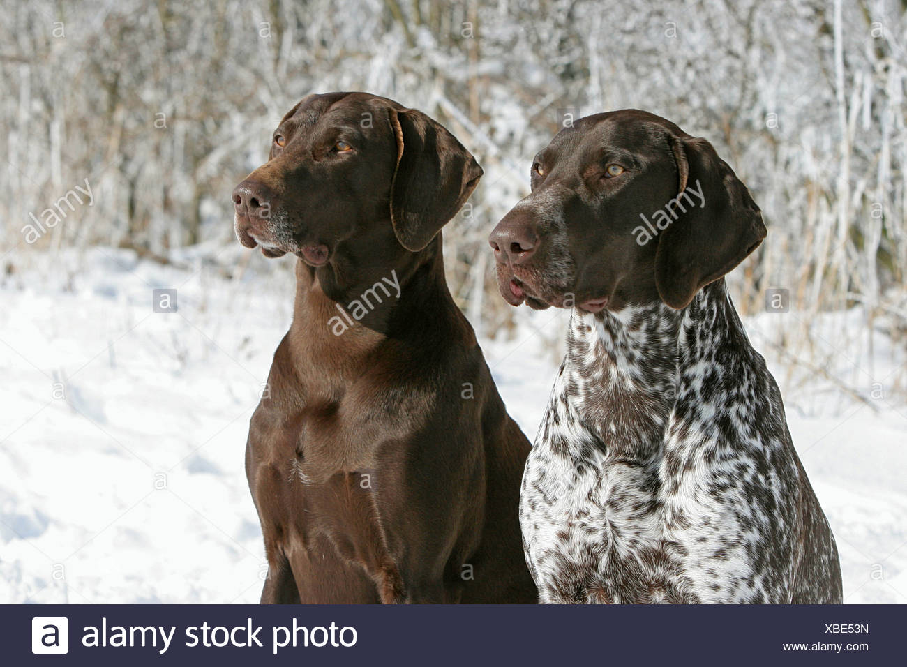 Two German Shorthair Dogs Portrait Stock Photo 282438457 Alamy