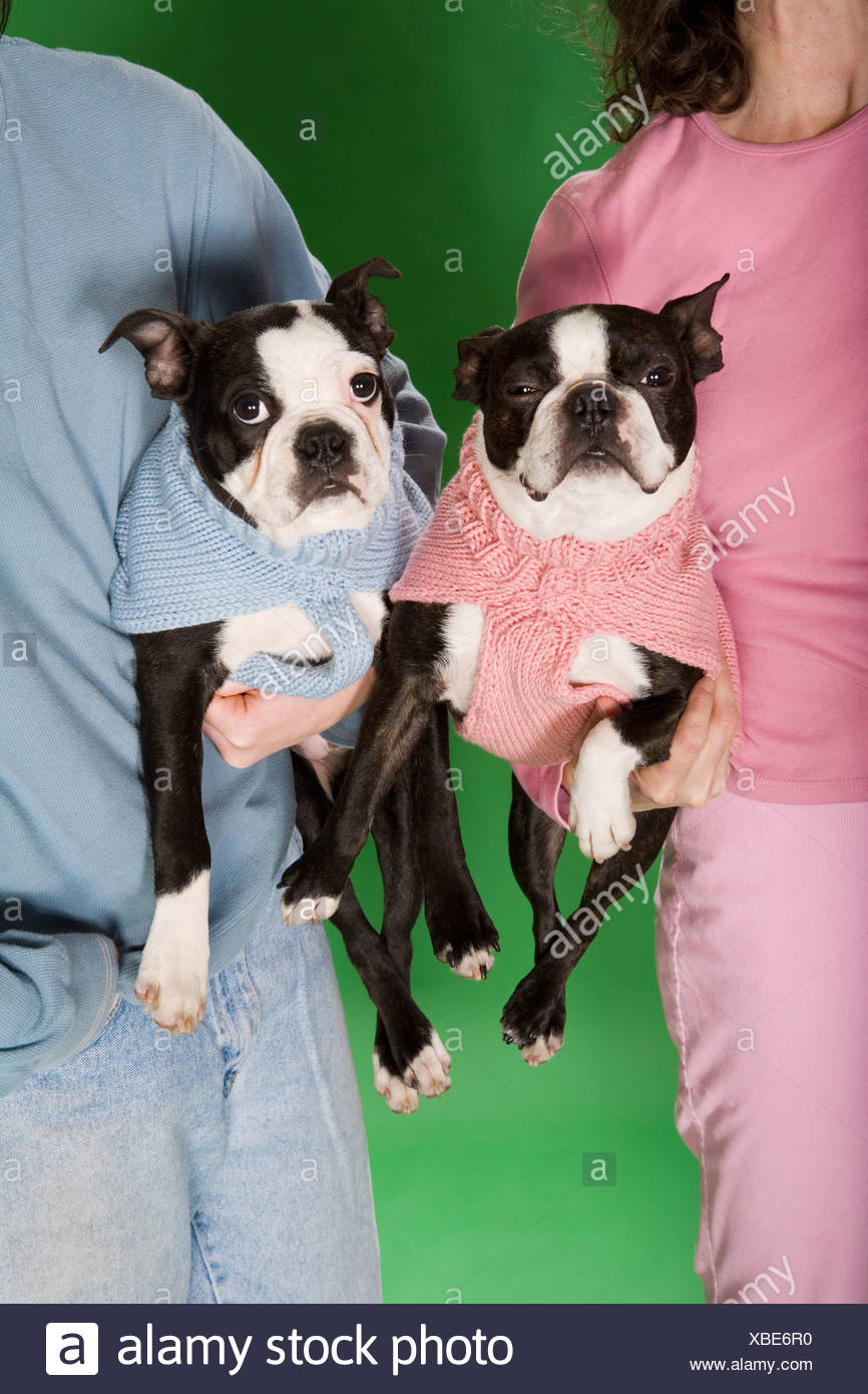 two dogs in sweaters