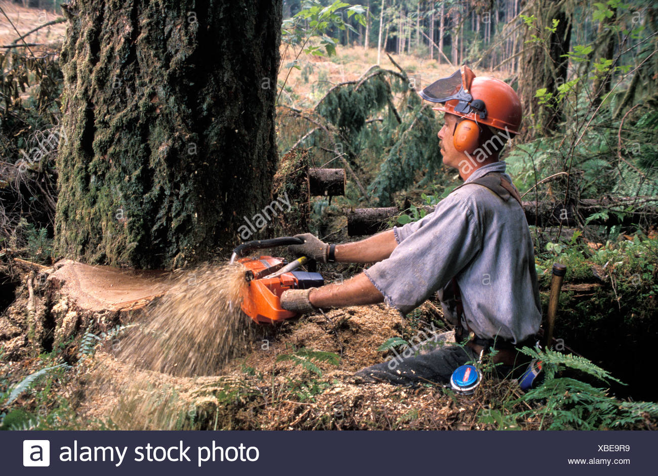 Долина мехико обезлесение. People are cutting down the. Ecological problems презентация. Проект по английскому языку на тему экология. People are cutting down the.