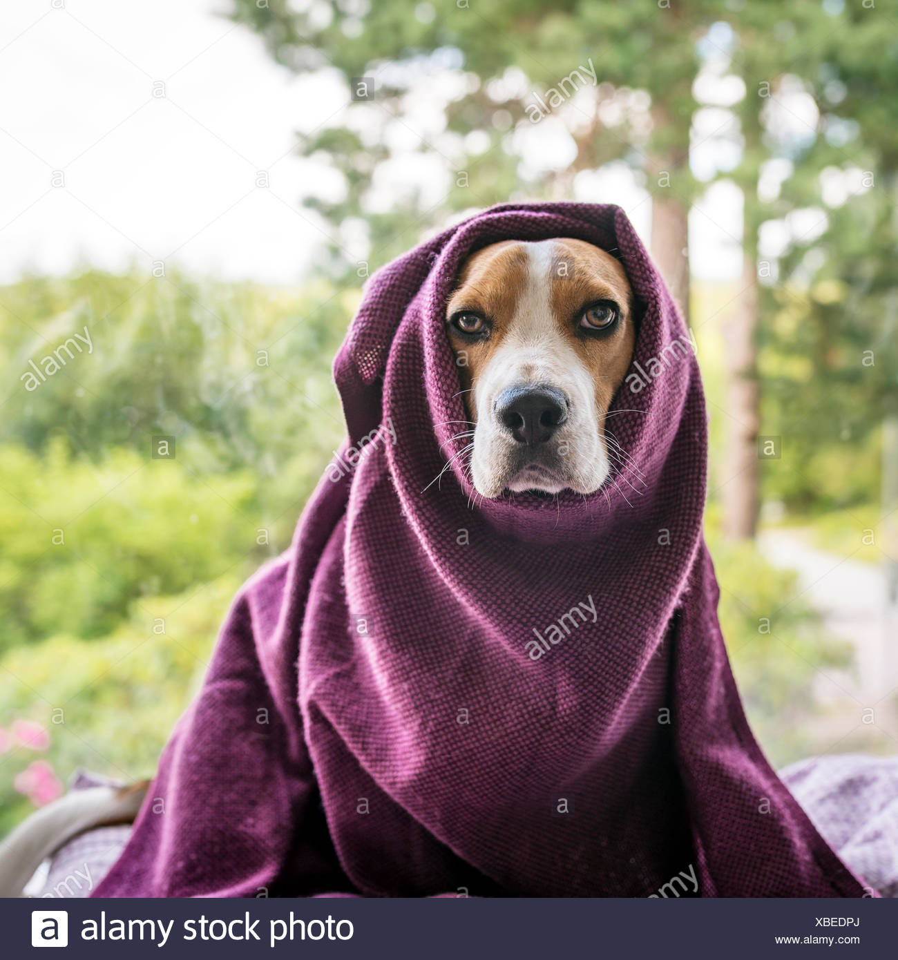 Dog Wrapped In Blanket Stock Photo Alamy