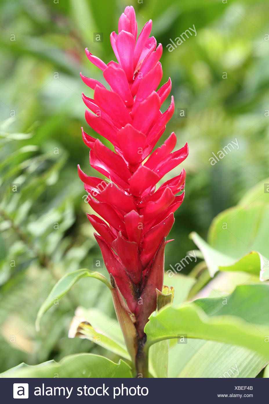 Ginger Plant High Resolution Stock Photography And Images Alamy