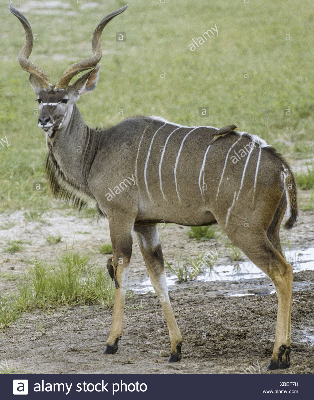 Kudu Antilope Stock Photo Alamy