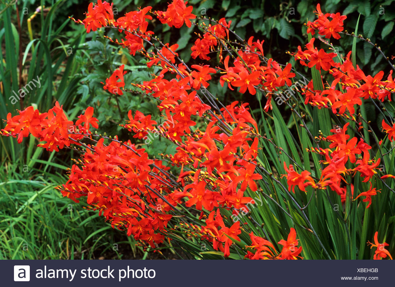 Crocosmia Lana De Savary Stock Photos Crocosmia Lana De