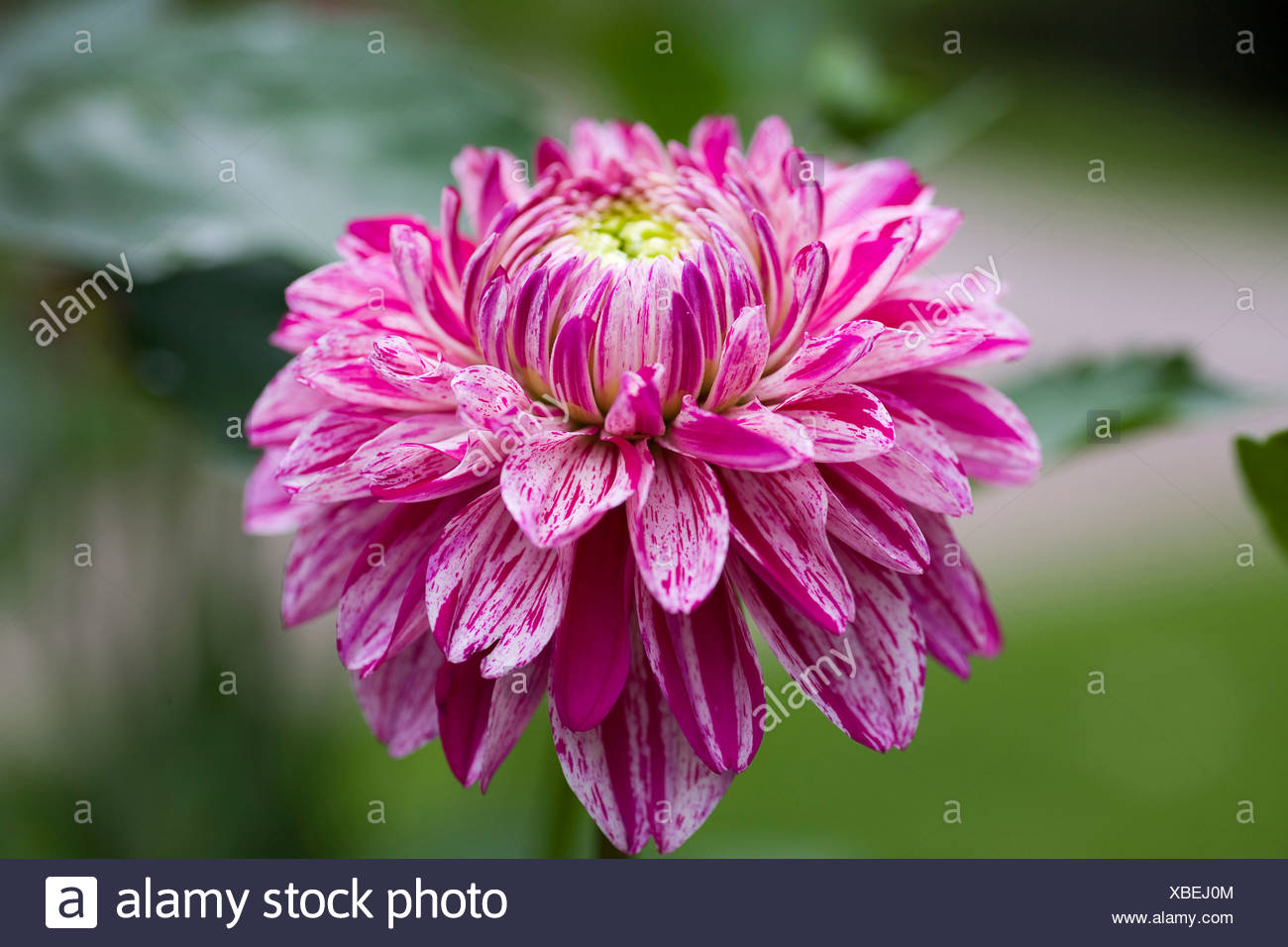 Candystripe High Resolution Stock Photography And Images Alamy Candystripe High Resolution Stock Photography And Images Alamy