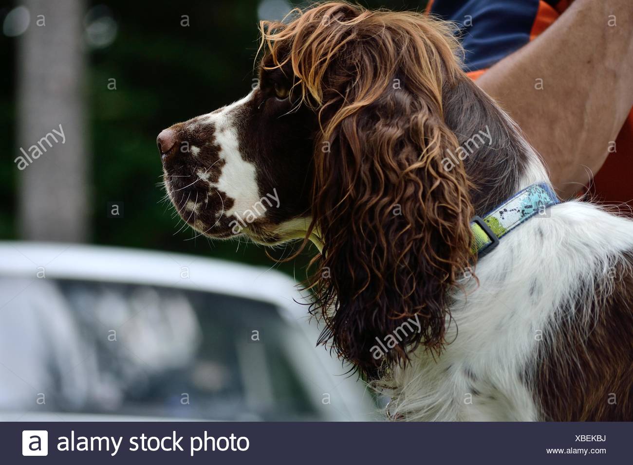 Lateral Dog Portrait Close Up Stock Photo 282449654 Alamy