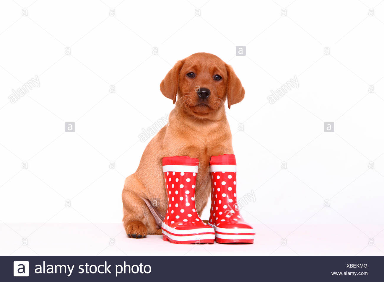 labrador wellies