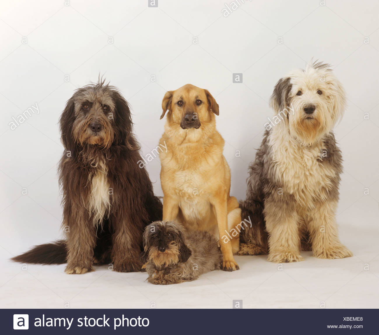 Bobtail Mixed Breed Dog Bearded Collie And Wire Haired Dachshund