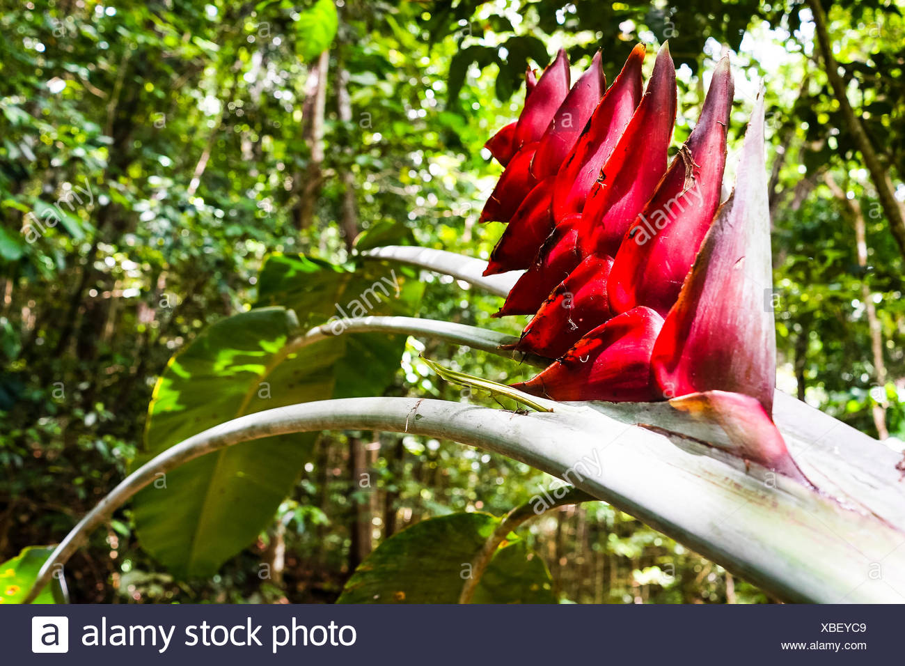 Zoom On A Red Banana Flower Forêt De Montravail Martinique